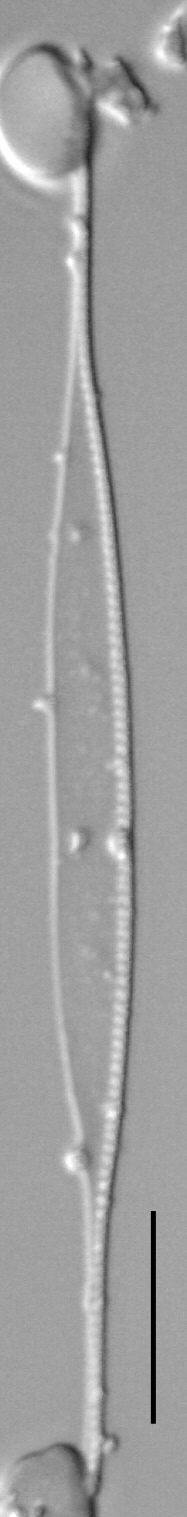 Nitzschia dravelleinsis LM4