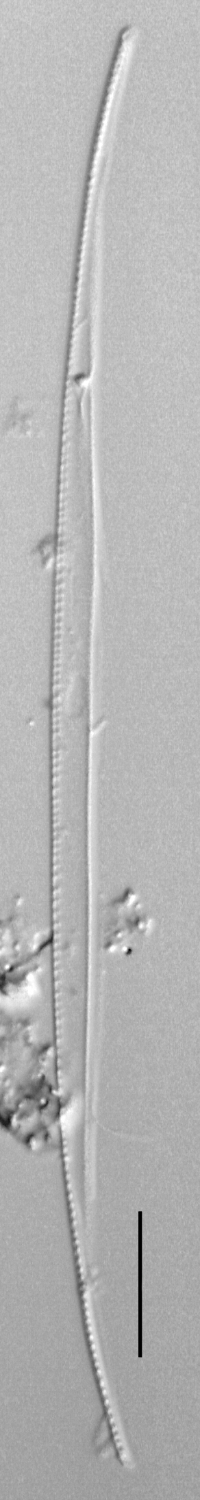 Nitzschia dravelleinsis LM3