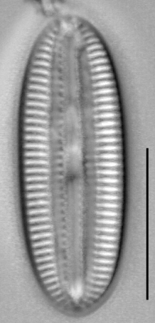 Diploneis marginestriata LM3