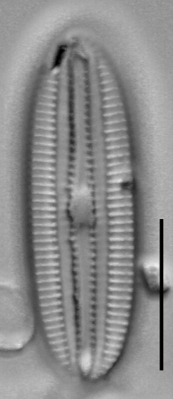 Diploneis marginestriata LM1