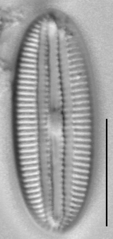 Diploneis marginestriata LM5