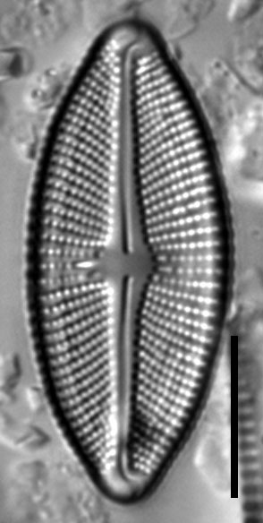 Luticola uruguayensis LM6