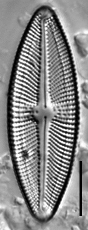 Luticola uruguayensis LM5