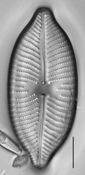 Placoneis amphibola LM2