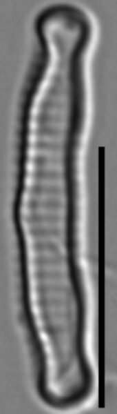 Eunotia microcephala LM4