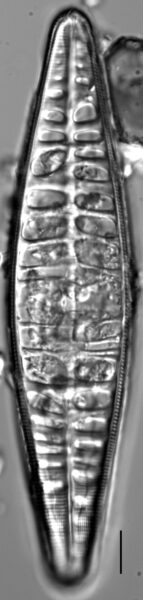 Craticula pampeana LM5