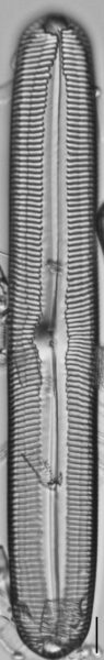 Pinnularia spinifera LM1
