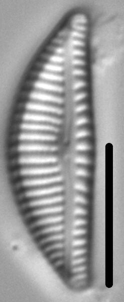 Encyonema lange-bertalotii LM5
