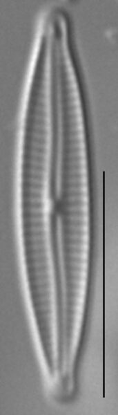 Encyonopsis Anaconda6