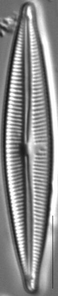 Encyonopsis Cesatiformis 2
