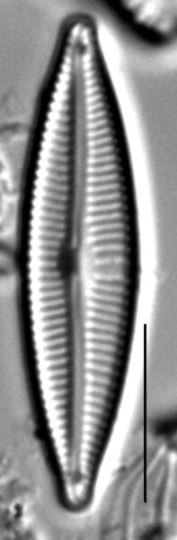 Encyonopsis Cesatiformis 6