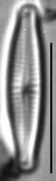 Encyonopsis Perborealis1