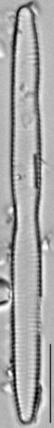 Fragilaria mesolepta LM2