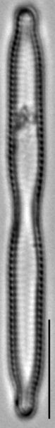 Fragilaria mesolepta LM3