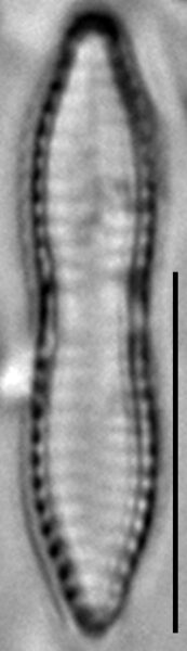 Fragilaria mesolepta LM7