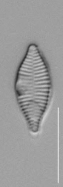 Synedra mazamaensis LM7