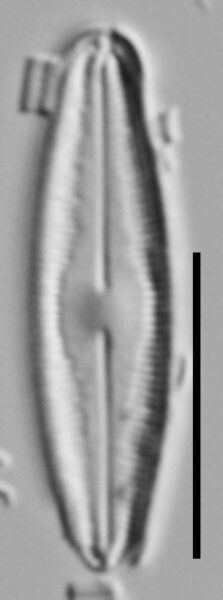 Humidophila Perpusilla Nh10063 A 121117 26 C
