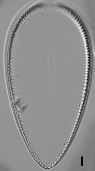 Iconella guatimalensis LM6
