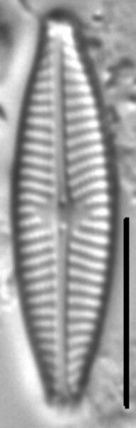 Navicula aitchelbee LM1