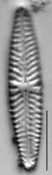 Navicula seibigiana LM5