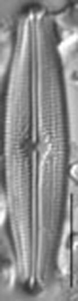 Neidiopsis hamiltonii LM4