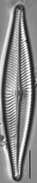 Navicula flatheadensis LM5