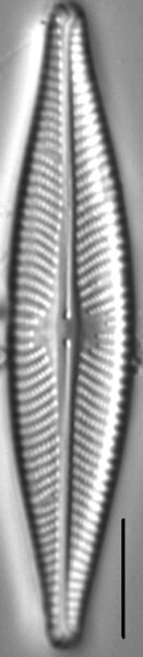 Navicula flatheadensis LM3