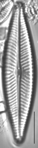 Navicula flatheadensis LM1