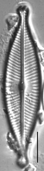 Navicula rhynchotella LM1