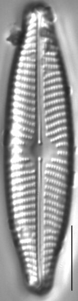 Navicula slesvicensis LM3