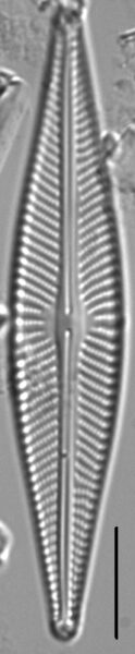 Navicula subconcentrica LM7