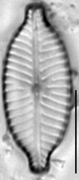 Placoneis anglophila LM14