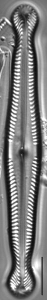 Pinnularia polyonca LM3
