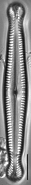 Pinnularia polyonca LM2