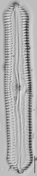 Pinnularia cuneicephala LM8