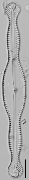 Pinnularia formica LM7