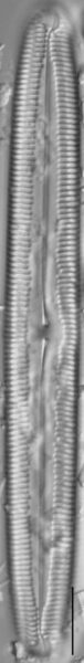 Pinnularia kwacksii LM1