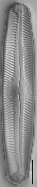 Pinnularia lailaensis LM4