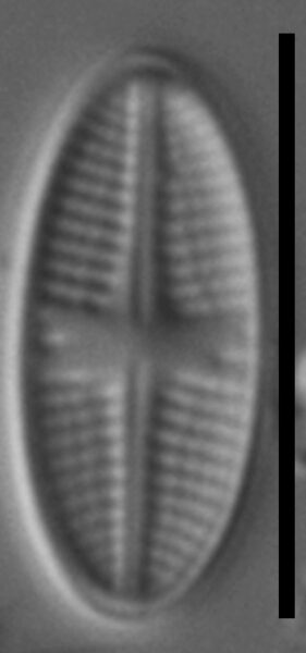 Psammothidium sacculum LM1