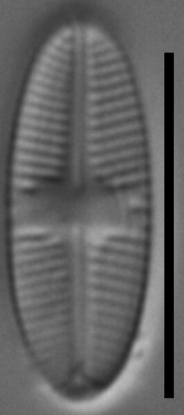 Psammothidium sacculum LM2