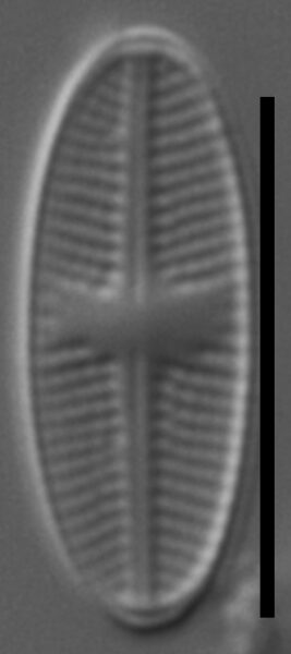 Psammothidium sacculum LM4