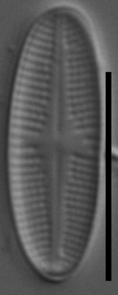 Psammothidium sacculum LM5