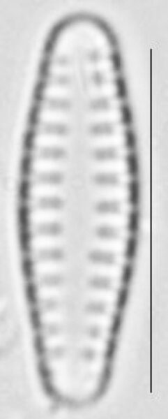 Pseudostaurosira neoelliptica LM5