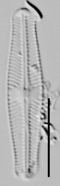 Sellaphora disjuncta LM6