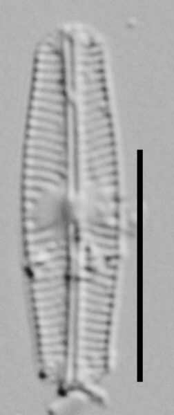 Sellaphora disjuncta LM2