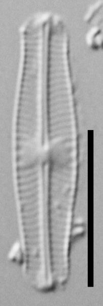 Sellaphora disjuncta LM1