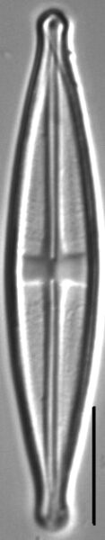 Stauroneis neohyalina LM6