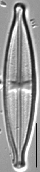 Stauroneis neohyalina LM3