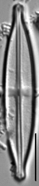 Stauroneis neohyalina LM2