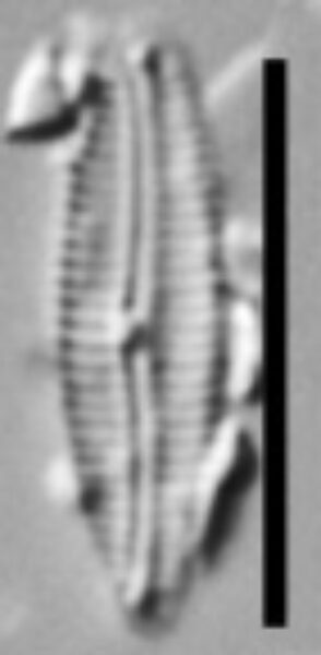 Encyonopsis Thumensis 4